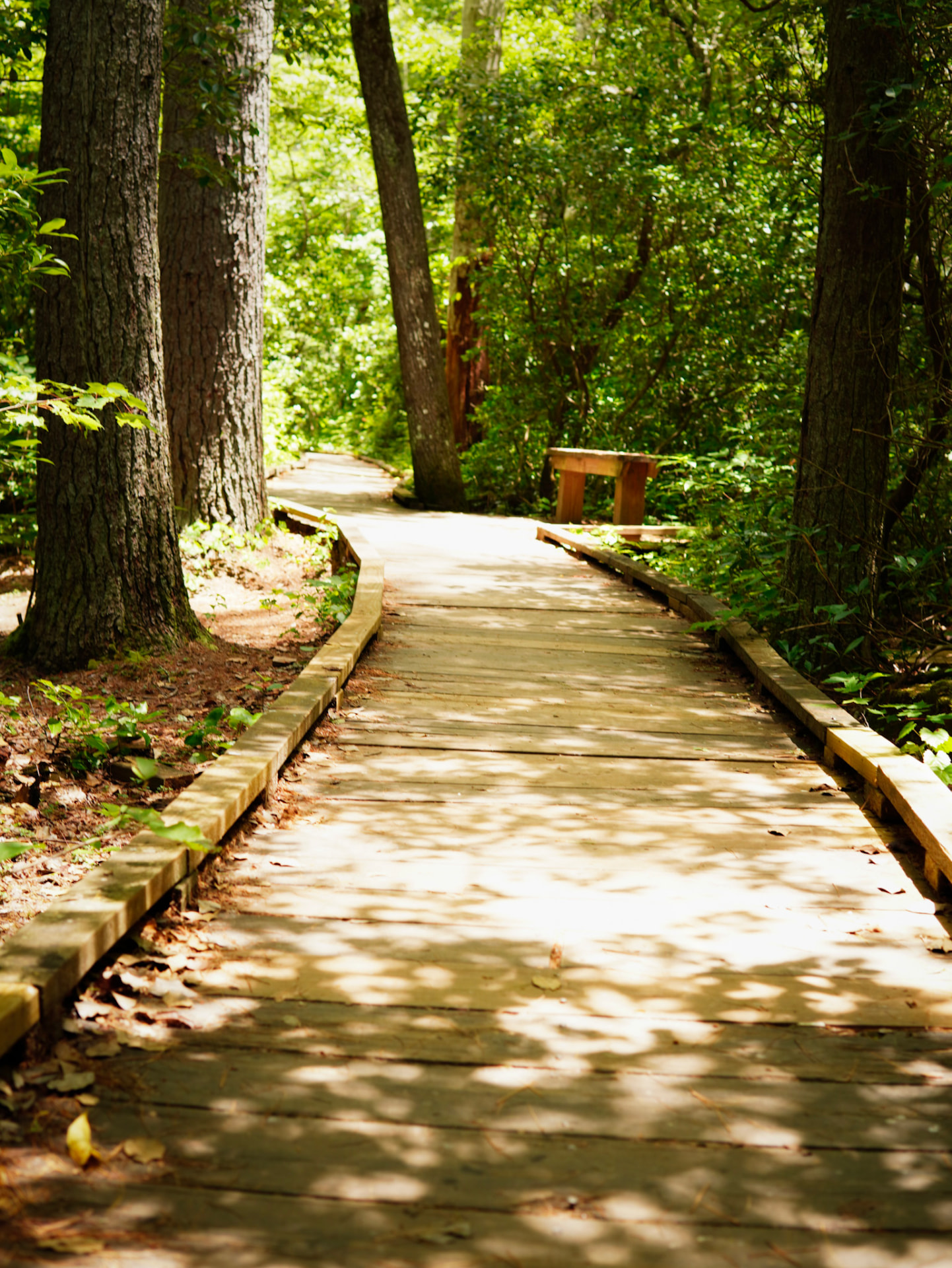 Dappled light across a boardwalk path between tall pines