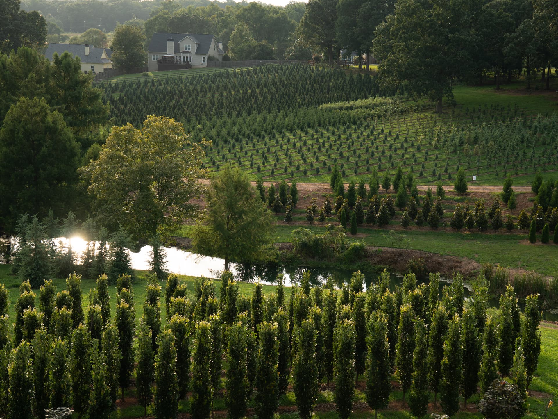 Rows of evergreen trees on a hillside farm above a quiet pond