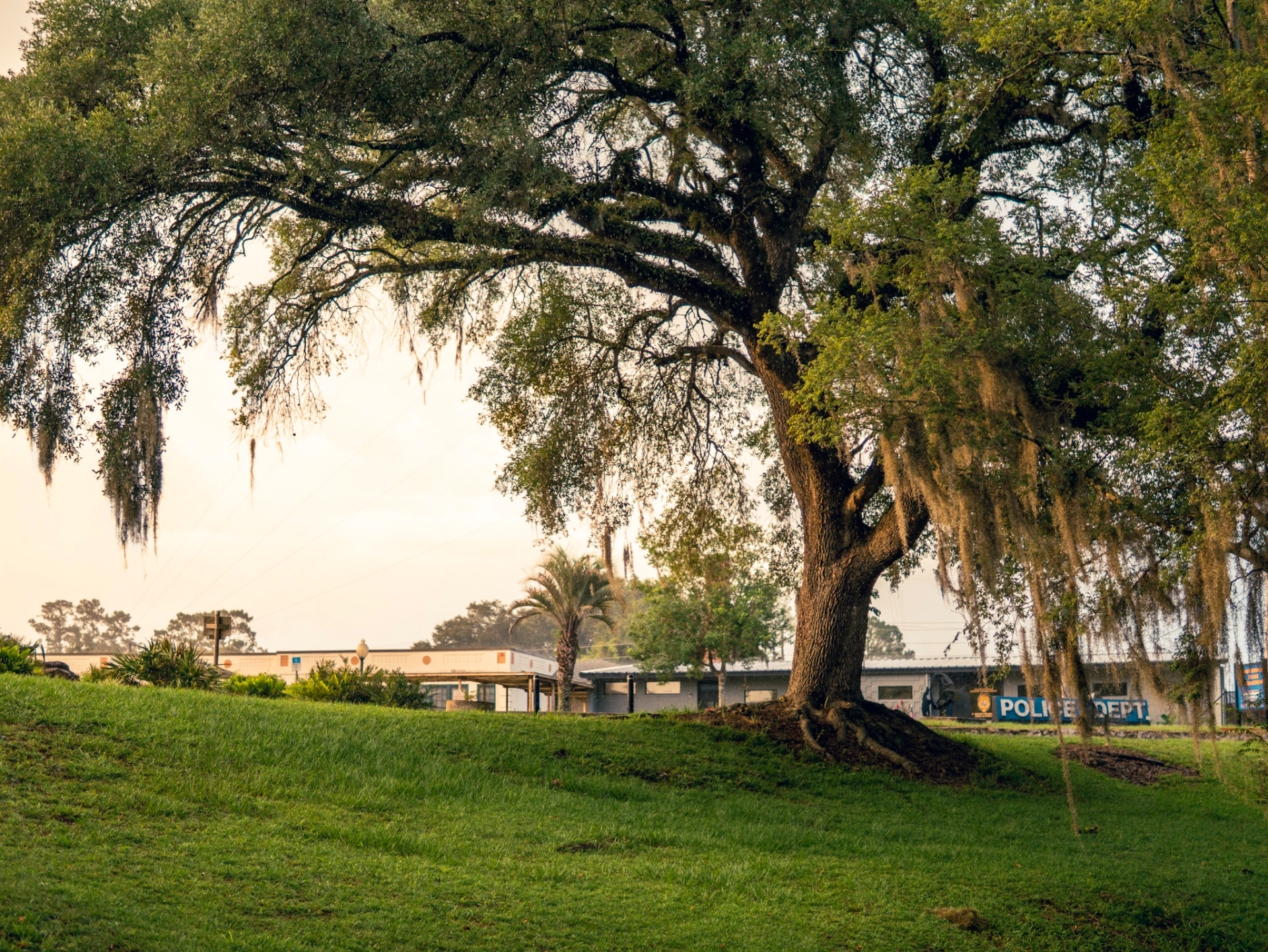 Sprawling live oak draped in Spanish moss above a grassy hill