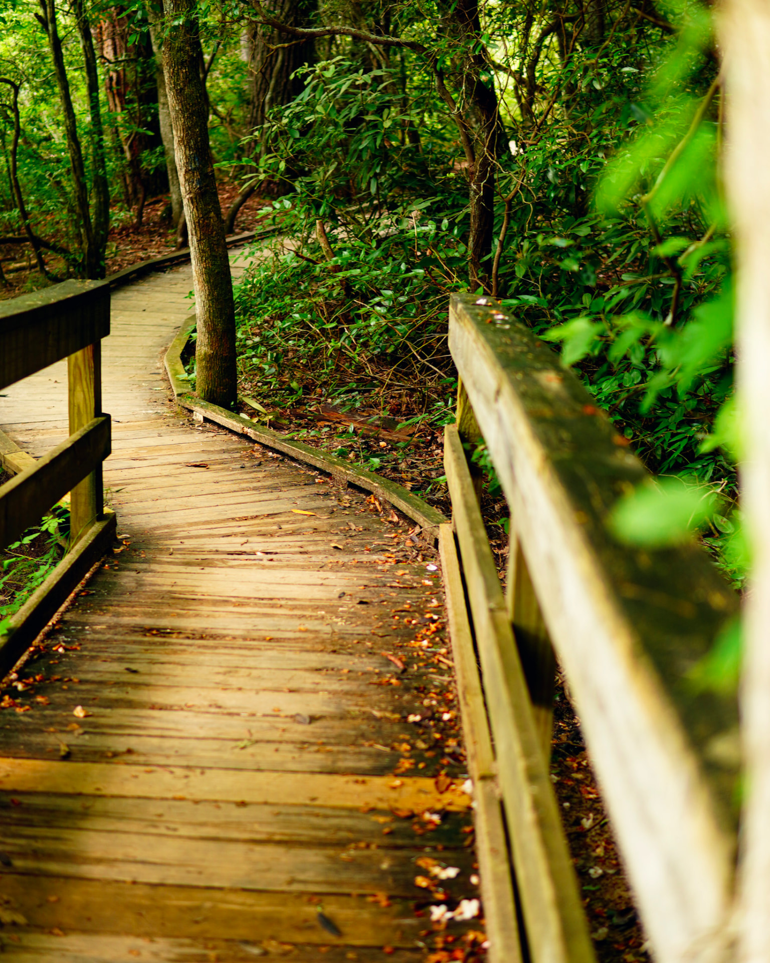 Wooden boardwalk curving through a shaded Georgia forest